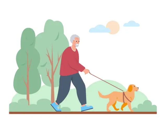 Vector illustration of Elderly man walking with dog. Senior or old people active and healthy lifestyle concept concept.