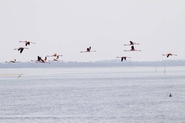 istock Flamingos in Portugal 1479352684