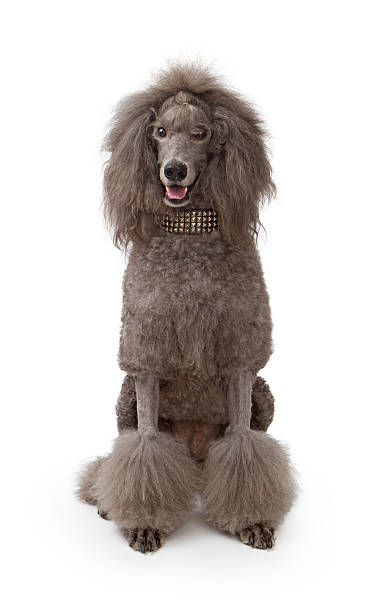 grand gray caniche standard chien sur blanc - standard poodle photos et images de collection