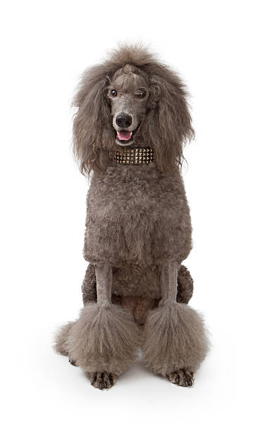 istock Large gray standard Poodle dog on white 147935320