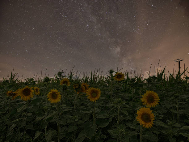 istock Milky Way in the field 1479353551