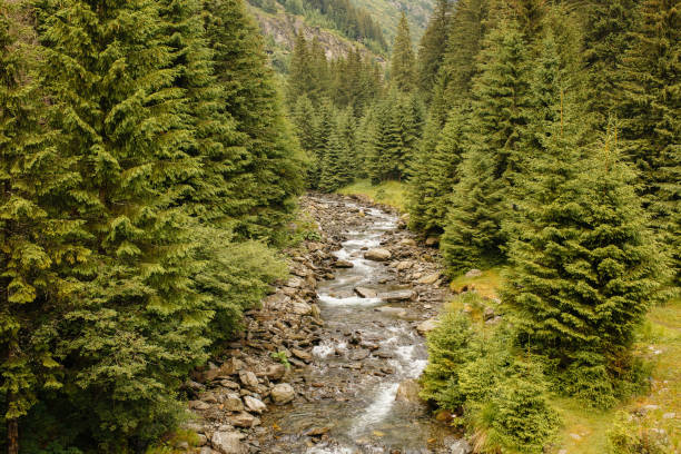 istock River in the mountains, landscape and details 1479354296