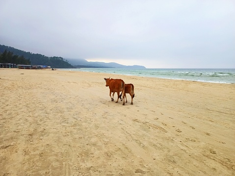 Mum & calf beach stroll on a Sunday arvo