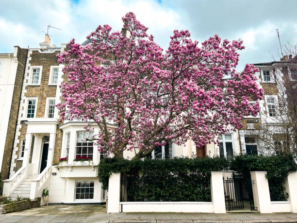 haus in london mit rosa magnolie im hof - apartment row house comfortable house stock-fotos und bilder