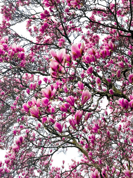 Multiple magnolia twigs with purple pink flowers. Green background and copy space to the left.