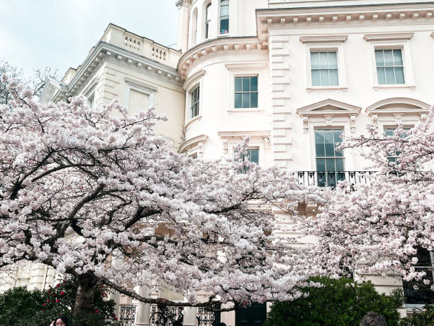 Dreamy cherry blossom in Notting Hill with moody sky in the backgroud Mesmerising white cherry blossom in Notting Hill. The cozy house looks dreamy in this season. Gloomy and moody sky in the background with bright sunshine. Mayfair stock pictures, royalty-free photos & images