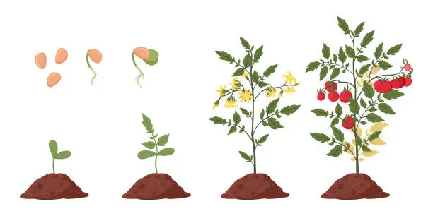 Vector illustration of Tomato plant growth stages. Cartoon tomato sprout, bush and tomato fruit. Agricultural plant growing phase flat vector illustration set