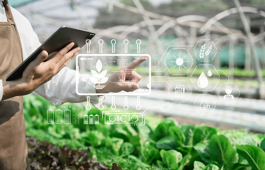 Agriculture uses production control tablets to monitor quality vegetables at greenhouse. Smart farmer using a technology for studying.
