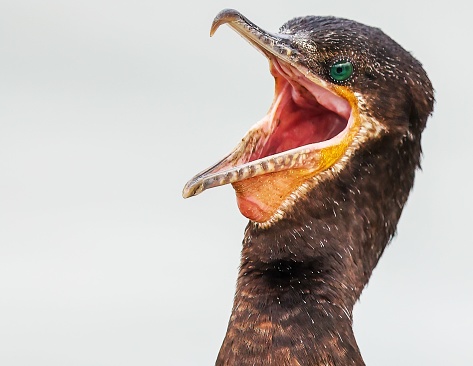 A Great cormorant bird with its mouth wide open in a surprised expression