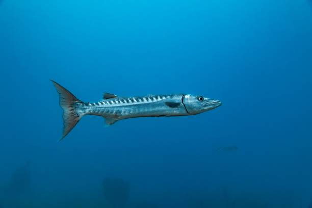 istock Barracuda scuba fish swimming in a tranquil aquatic environment 1479360780