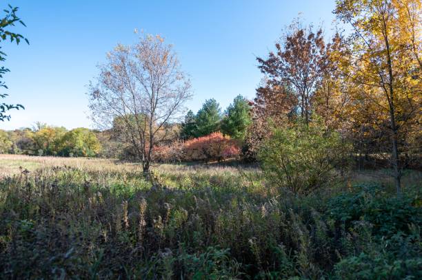 istock trees, bushes, grass and plants in a grassy field 1479362537