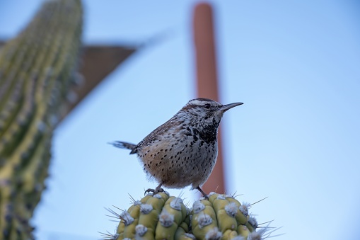 A closeup shot of a Cactus wren bird perched on top of a cactus plant in a sun-drenched courtyard