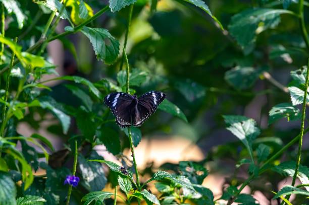 istock Blue moon butterfly perched atop an array of plants and foliage, surrounded by a green backdrop 1479362603