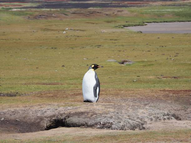 istock Emperor penguin is standing on a grassy field looking to the left. 1479362748