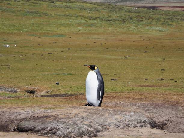 istock Emperor penguin is standing on a green grassy field. 1479362753