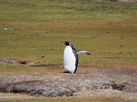 An emperor penguin is standing on a green grassy field with its flipper raised.