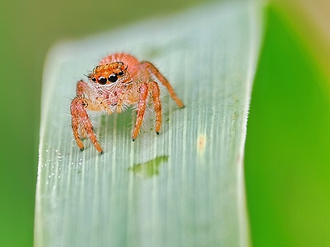 Selective focus of a spider on a lemongrass leaf with blurry background