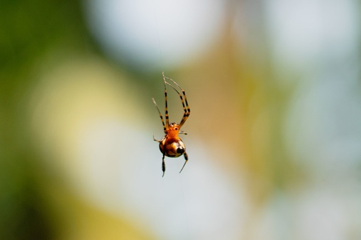 A close-up shot of a small spider hanging precariously on a web
