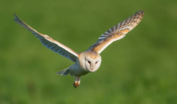 istock Alert barn owl is captured in mid-flight 1479364048