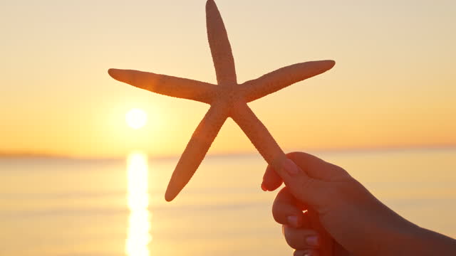 Starfish holding in light of ray of dawn sun disk in her hand is held by woman against background of surface of sea and early dawn Summer concept. Lens flares. Relax. Nature.