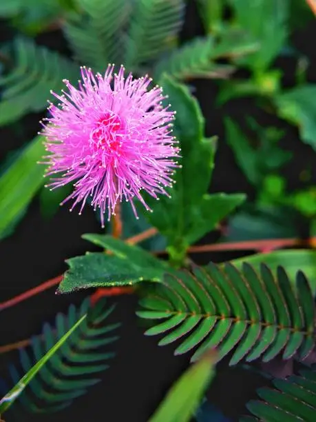 Photo of Selective focus of a pink shameplant in the garden with blurry background