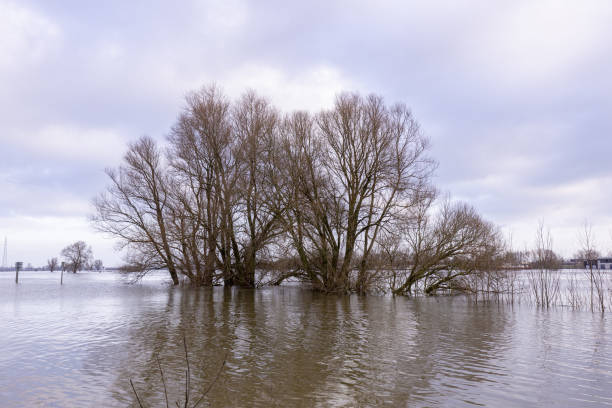 istock Overflow area of river with vegetation sticking out 1479364667