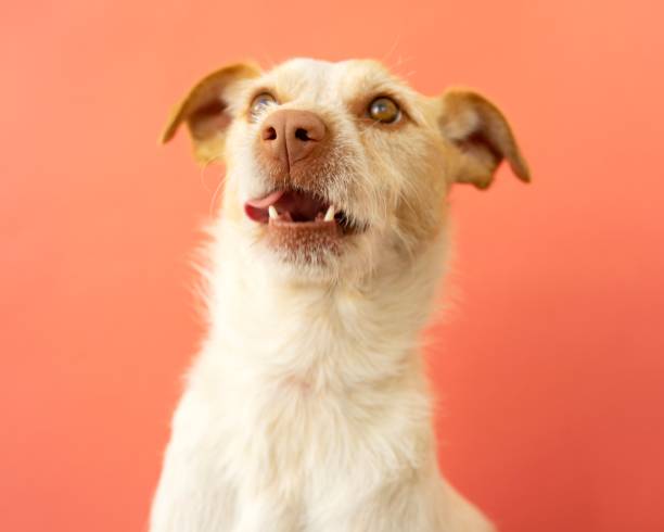 istock Cheerful white dog with brown ears looking with joy against a vibrant backdrop 1479364677