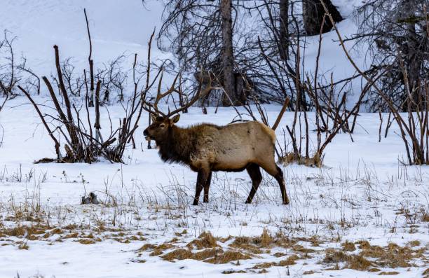 istock Majestic elk stands in the snowy meadow surrounded by leafless branches. 1479364719