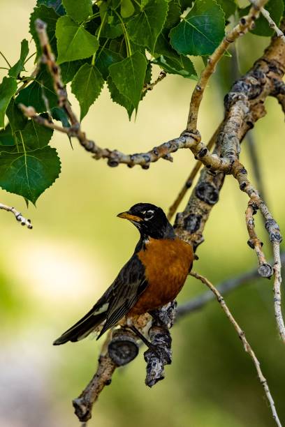 istock Close-up shot of an American robin perched on a tree branch. Turdus migratorius. 1479364742