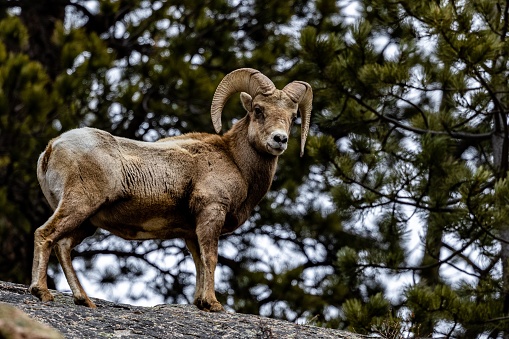 A male bighorn sheep in the forest with lush foliage in the background. Ovis canadensis.