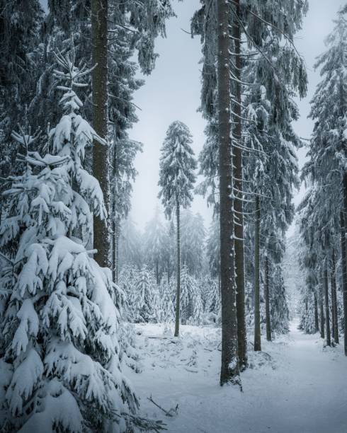 istock Winding path surrounded by snow-covered trees in a forest on a cloudy winter day, Germany 1479364942