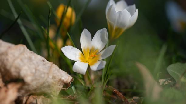 istock Crocus flowers grown in the field in spring 1479366213