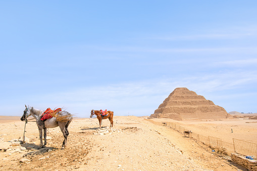 Horses And Donkeys At The Step Pyramid, Sakkara, Egypt