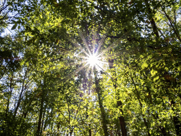 istock Low angle shot of the sun shining through trees in the forest 1479366344