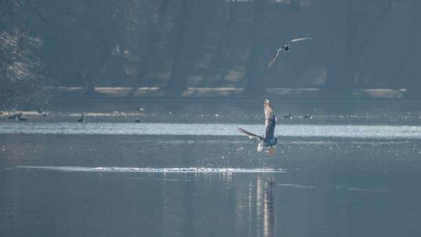 istock A seagull flying near the water 1479366362