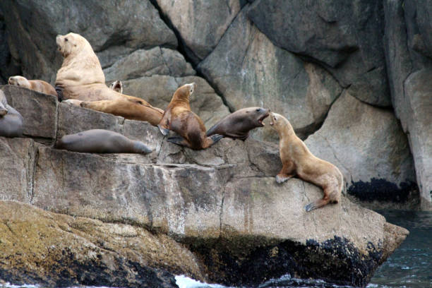 istock Seals high up on the rocks in Alaska 1479366867