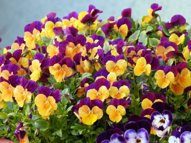 istock colorful blooming pansy flowers close up 1479367673