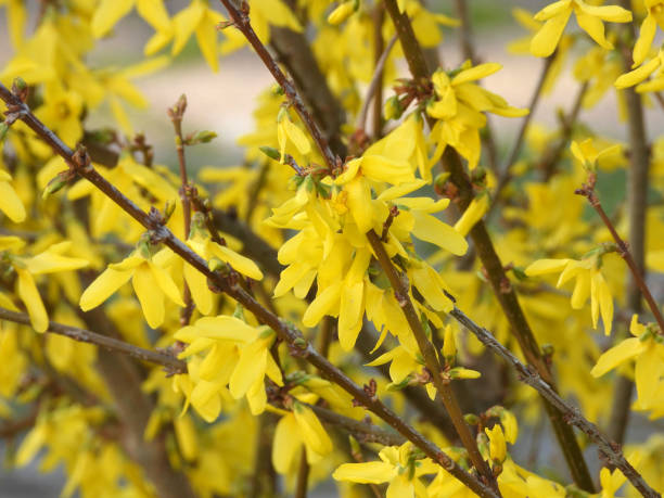 istock forsythia bush in yellow spring blossom 1479367741