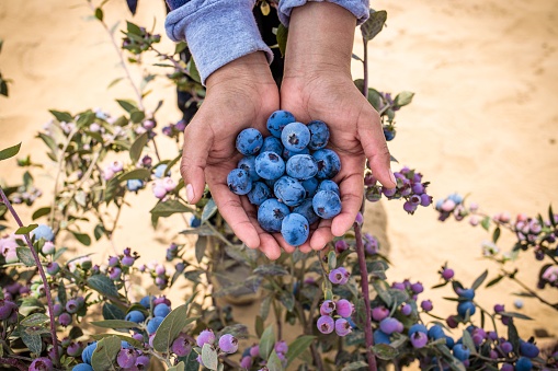 A closeup shot of farmer's hands holding some juicy fresh blueberries
