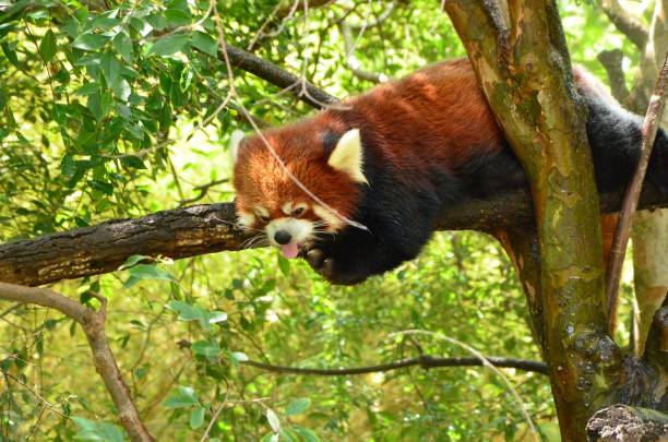 istock Adorable red panda hanging on a tree branch in a lush, green forest 1479368676