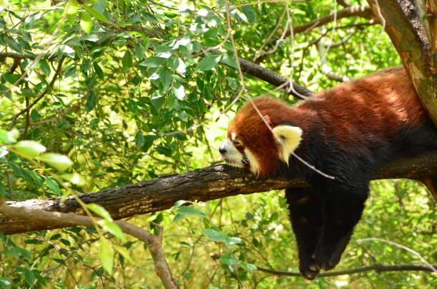 istock Adorable red panda hanging on a tree branch in a lush, green forest 1479368678