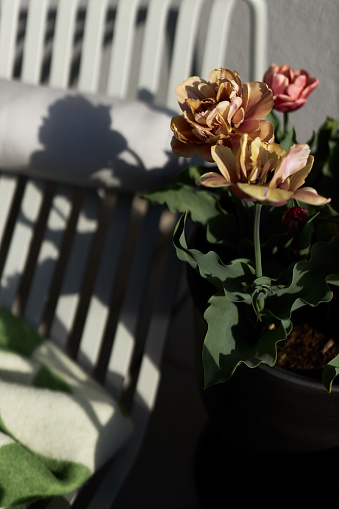 Plants and flowers on a balcony in Leipzig, photographed in high resolution