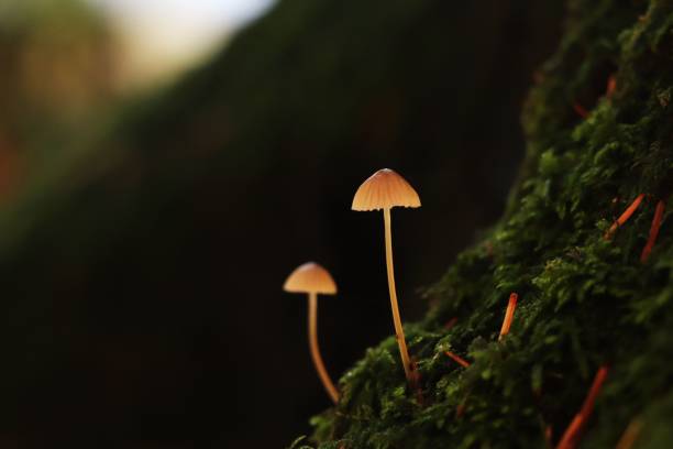 istock two mushrooms growing on the side of a moss covered tree 1479369157