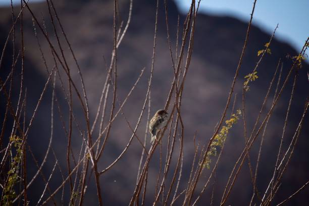 un pájaro blanco y negro está encaramado sobre las ramas de un pequeño arbusto espinoso - thorn black bird tree fotografías e imágenes de stock