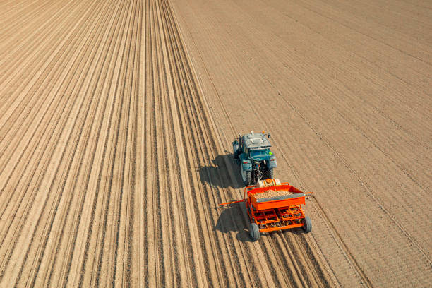 istock Tractor in a field planting potato seeldings in the soil during springtime 1479369426