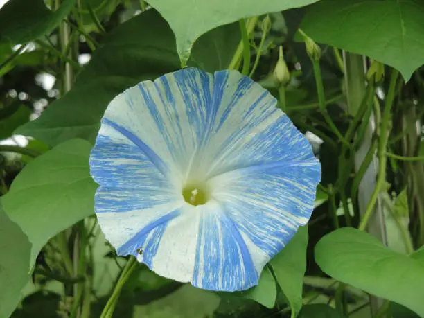 A closeup shot of a common morning-glory flowerblooming in a garden in Ontario, Canada