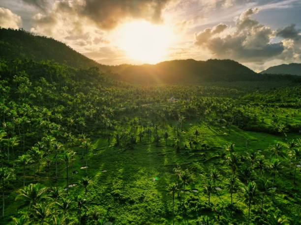 istock Scenic landscape featuring lush green grass and trees on a hillside at sunset. 1479369508