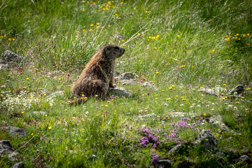 A marmot in a meadow with flowers in the Alps.
