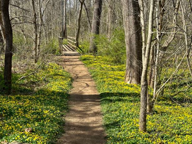 istock Green Mountains Hiking Trail 1479370609