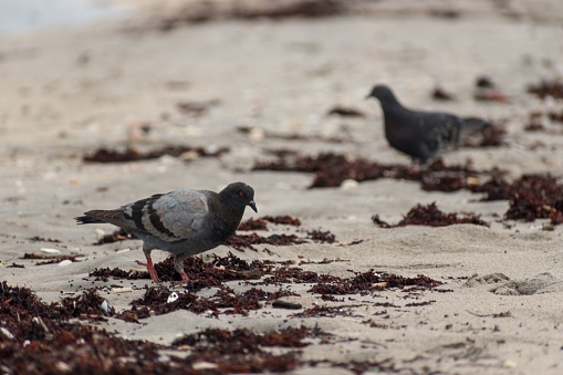 Two pigeons are perched on a beach, feeding on the seaweed spread across the sand